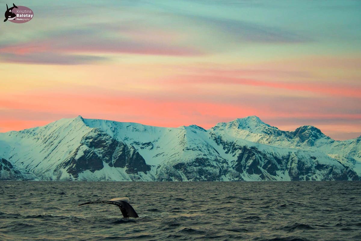 Arctic World Tromsø