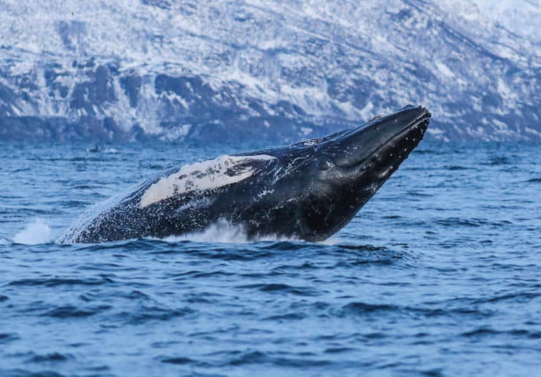Humpback whale surfacing off Skjervøy in Nord-Troms