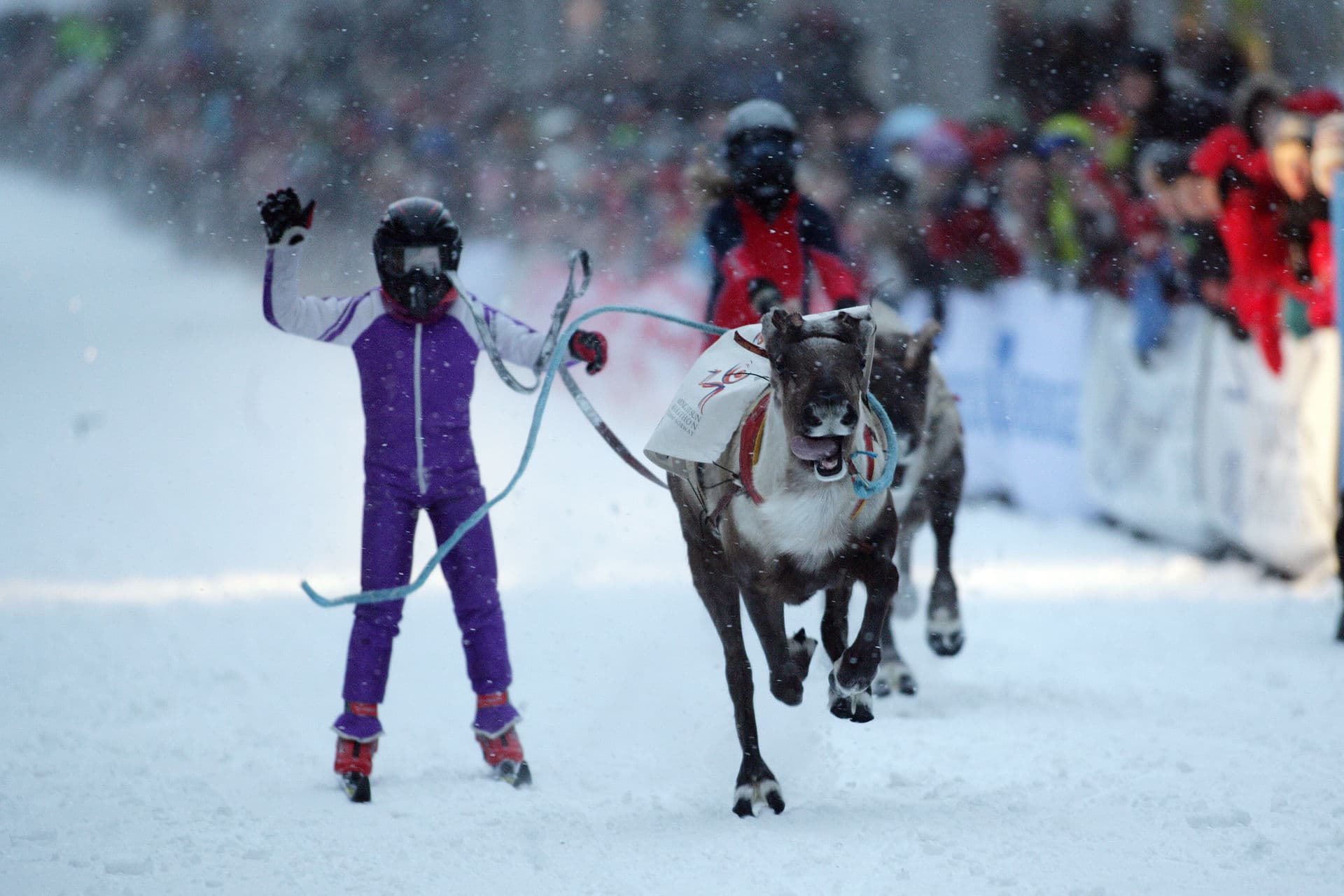 Reindeer racing on snow in Tromsø city centre