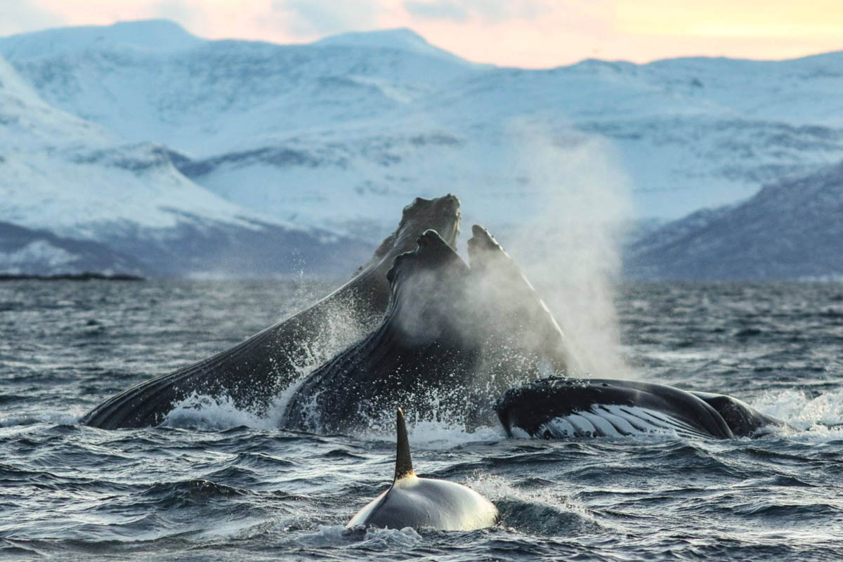 Humpback whale lunge-feeding on herring with its mouth open and an orca's dorsal fin in the foreground, snow-covered mountains behind, off Skjervøy in Nord-Troms